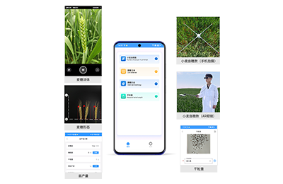 周口市小麦亩穗数分析仪IN-XM02