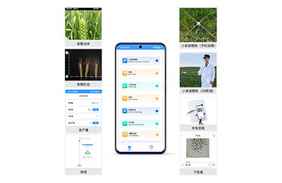 周口市小麦表型测量仪IN-XM05